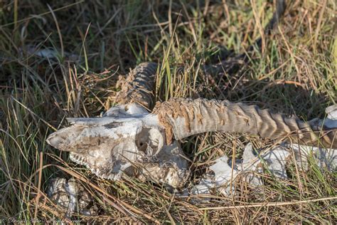 Antelope skeleton 3 | Closeup. The cocoon-like structures ar… | Flickr