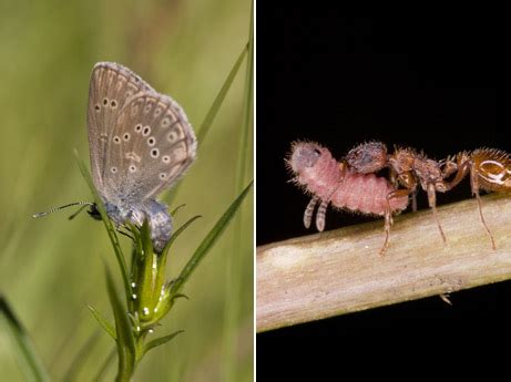 The Alcon blue butterfly caterpillar disguises itself as an ant larvae ...