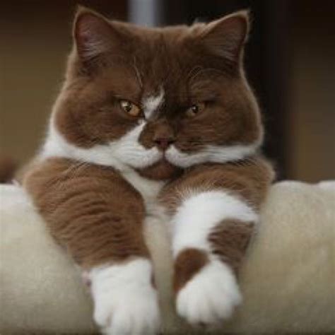 Content in a Cottage: Brown Cat with White Mustache