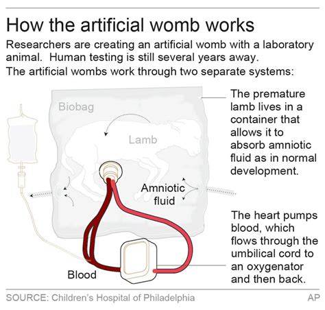 Hope for preemies as artificial womb helps tiny lambs grow