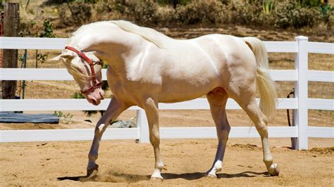 Rare Horse Colors: Unusual Coats That Catch The Eye