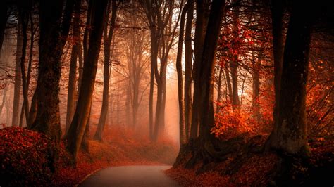 Autumn Forest Wallpapers | HD Wallpapers | ID #19096