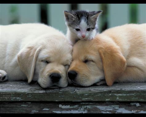 Cute Adorable Kitten And Sleeping Puppies | Cute & Fun