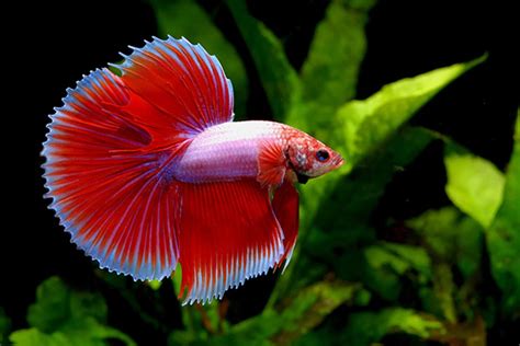 How to Take Care of the Betta Splendens?