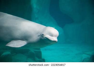 1,586 Beluga Whale Stock Photos, Images & Photography | Shutterstock