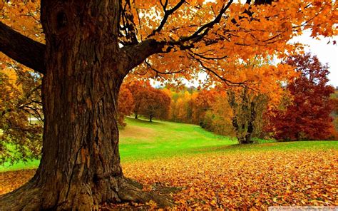 Autumn Yellow Trees Wallpapers - Wallpaper Cave