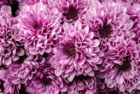 Chrysanthemum Wallpapers - Top Free Chrysanthemum Backgrounds - WallpaperAccess