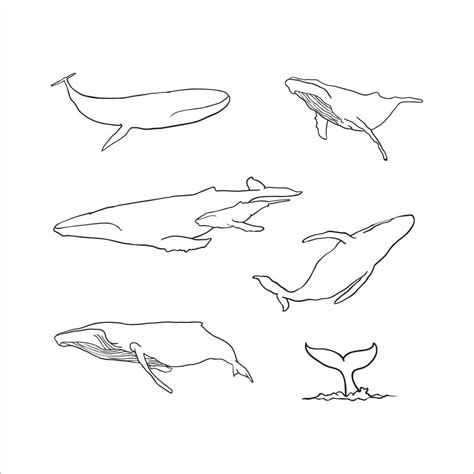 Whale outline hand drawn collection 20704980 Vector Art at Vecteezy