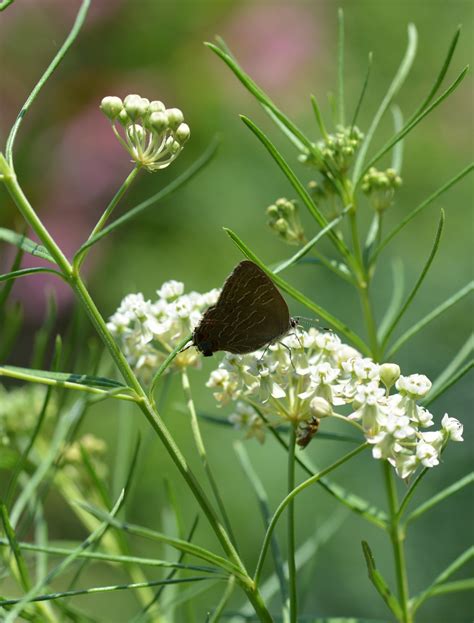 Asclepias verticillata photo by mgarr on Garden Showcase