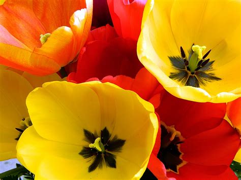 Tulips In Bloom | Carlin | Flickr