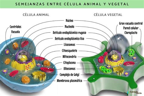 Celula Animal Y Vegetal Diferencias Y Semejanzas La Membrana – Rainy ...