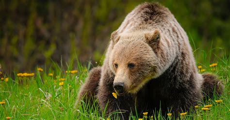 Poll: Rural residents oppose grizzly bear trophy hunt, too - The Fur-Bearers