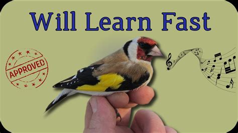 Make Your Birds Learn This European Goldfinch Singing - YouTube