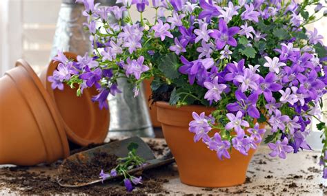 Campanula Plants | Groupon Goods