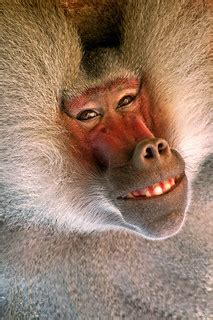 Smiling Baboon | Don Johnson | Flickr