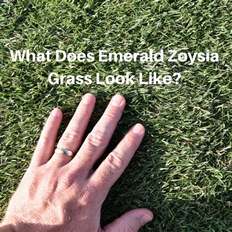 What Does Emerald Zoysia Grass Look Like - Houston Grass South