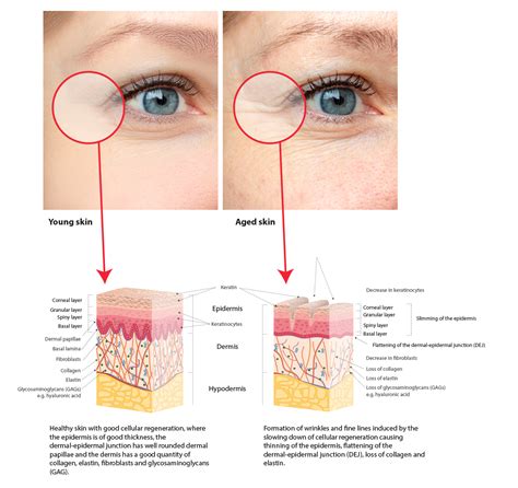 The Human Skin Demystified from L'ÉTOILE COSMÉTIQUES