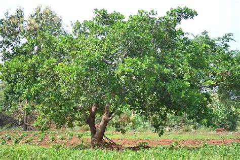 What Kind of Tree Do Cashews Come From? – Nut Geeks