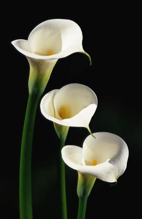 The Symbolization Behind Calla Lily Colors | Calla Lily