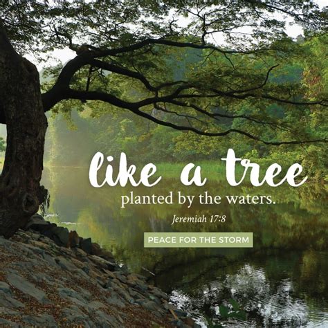 Like A Tree Planted By the Waters. - Peace for the Storm