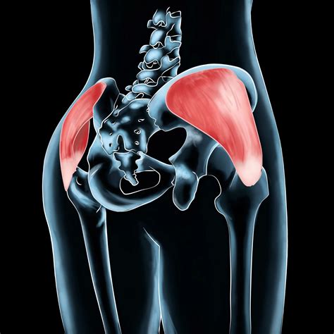 Gluteus Medius Wikipedia, 46% OFF | www.micoope.com.gt