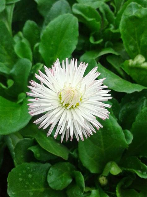 goGardenNow: English Daisy (Bellis perennis): The Flower of Innocence and Healing