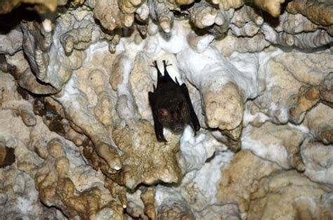 Bat Cave (Pokhara) - 2020 All You Need to Know BEFORE You Go (with ...