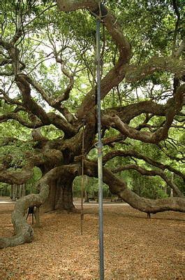 Green Family Reunion: Angel Oak Tree History