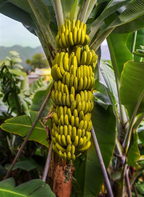 Banana Tree Seeds | ubicaciondepersonas.cdmx.gob.mx