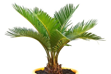 How to care for your indoor sago palm plant | HappySprout