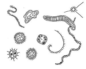 The Precambrian: setting the stage for Complex life Forms