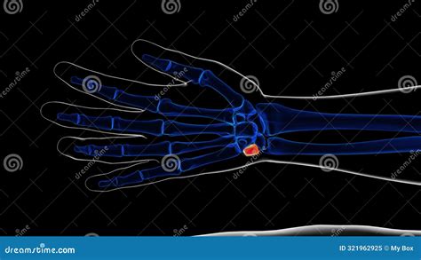 Human Skeleton Triquetral Bone Anatomy 3D Rendering Stock Illustration - Illustration of ...