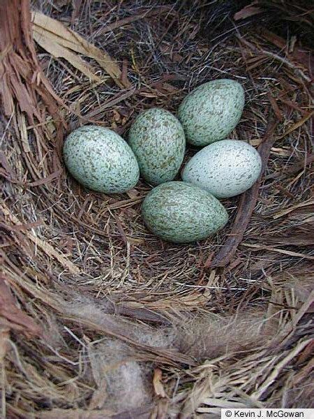 Crow eggs are beautiful. | American crow, Crow, Pet birds