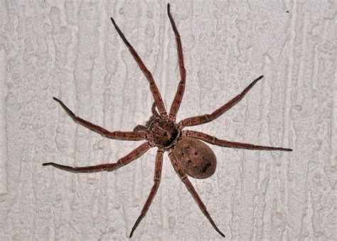 Brown Huntsman Spider - Heteropoda jugulans or H. cervina