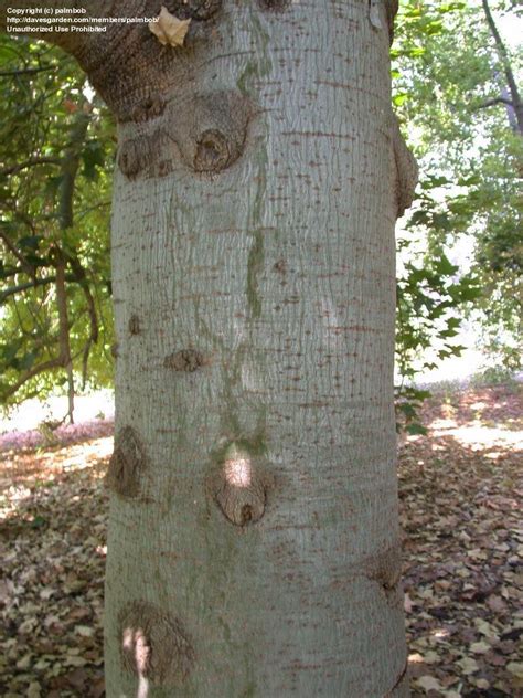 PlantFiles Pictures: Broad-leafed Bottle Tree, Large-leaved Kurrajong ...