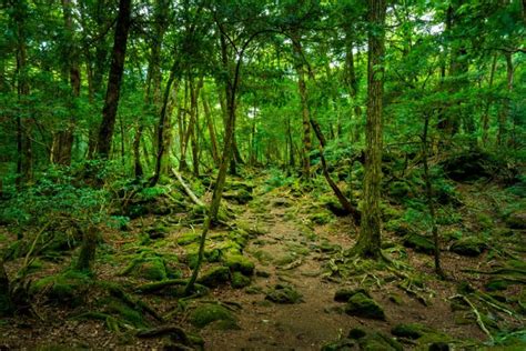 Discovering the Aokigahara Forest - Japan Travel Blog: Guides, Tips and ...