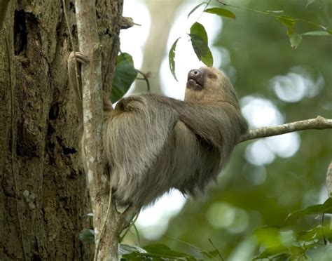 Sleeping Sloth - Sutton Place Dental Associates