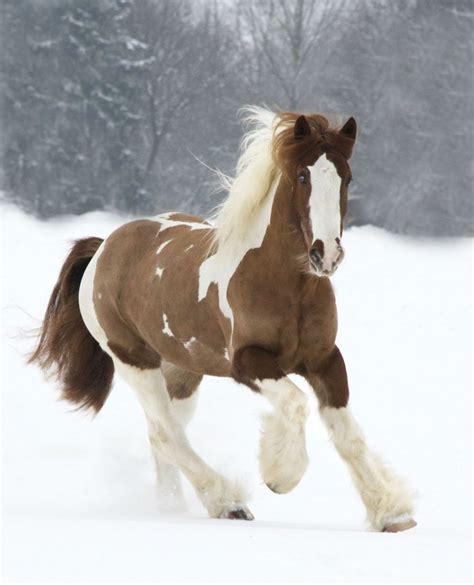 15 cavalos tão bonitos que vão deixar você sem fôlego | Raça de cavalo, Cavalos, Cavalos clydesdale