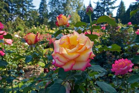 Portland Japanese Garden + Rose Garden | Rebecca Bollwitt | Flickr