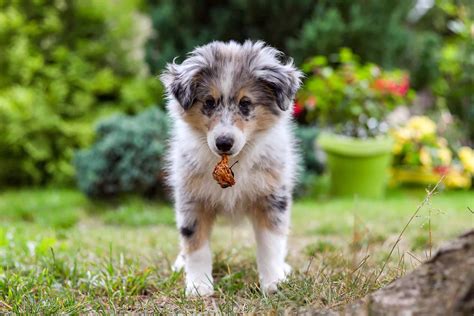 Miniature Collie: Breed Info, Traits & Facts (With Pictures)