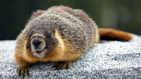 Groundhog Woodchuck or Whistle_pig Marmota monax Yosemite National Park ...