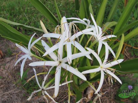 Crinum pendiculatim Swamp Crinum - Suncoast Australia