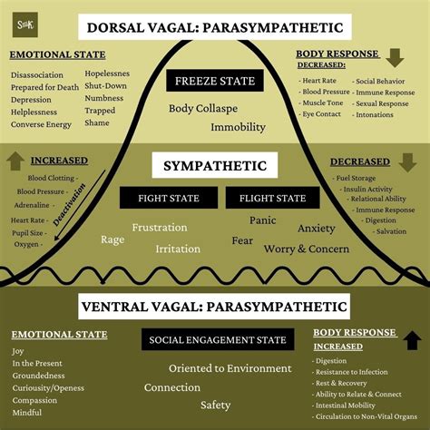 Polyvagal theory dorsal vagal, sympathetic and ventral vagal parasympathetic Nervous System ...