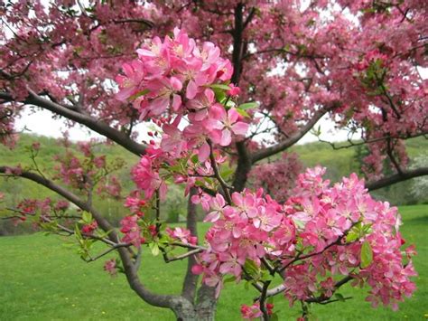 arboles floridos | Plants, Tree