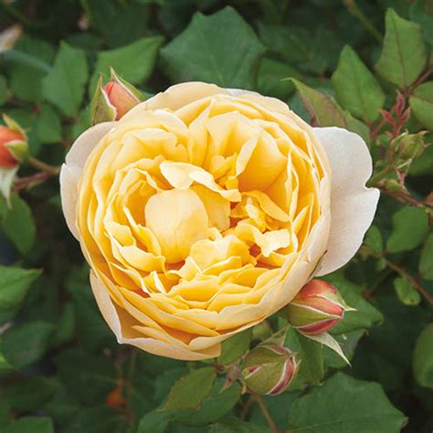 Old English Shrub Rose Collection x 5 | YouGarden