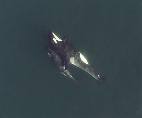 Drone videos reveals killer whale behavior, including BFF bonding