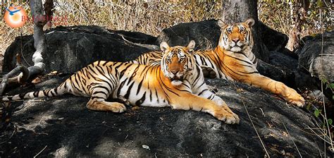 Wildlife Pench From Nagpur Itinerary