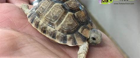 Egyptian tortoise care sheet | baby egyptian tortoises for sale online