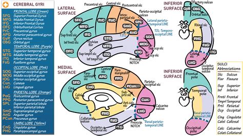 Neuroanatomy: Cerebral Gyri & Sulci | ditki medical & biological sciences