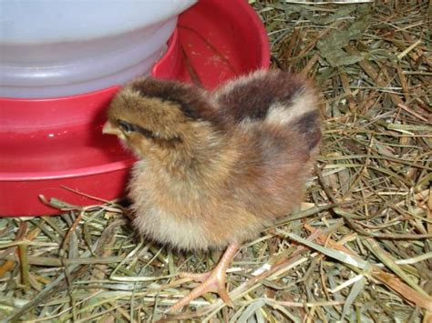 Baby chicks. Need help identifying breeds. | BackYard Chickens